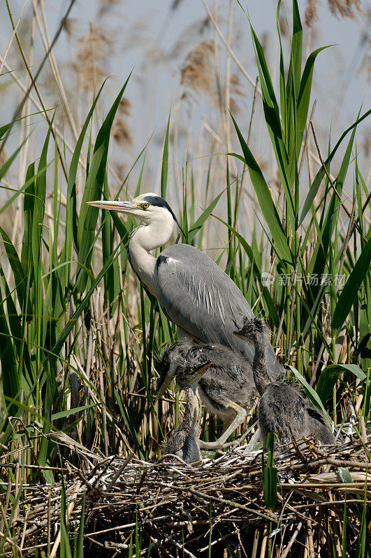 巢中的苍鹭(Ardea cinerea)